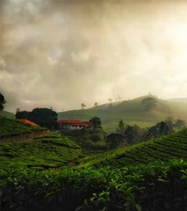 Wedding Vendors, Wedding Photographers, Makeup Artists, Wedding Venues Listing Location Taxonomy Adoor